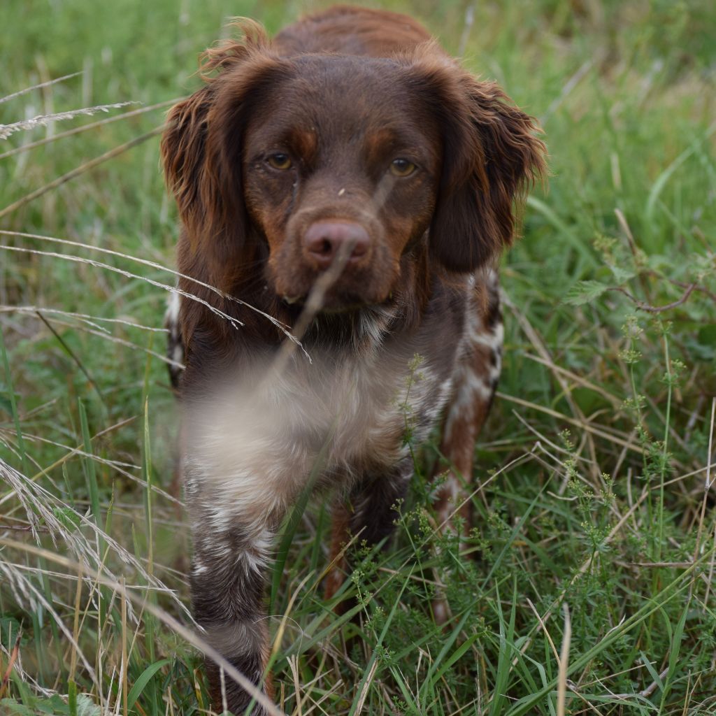 TR. Utha Des Sous Bois De L'Alisier