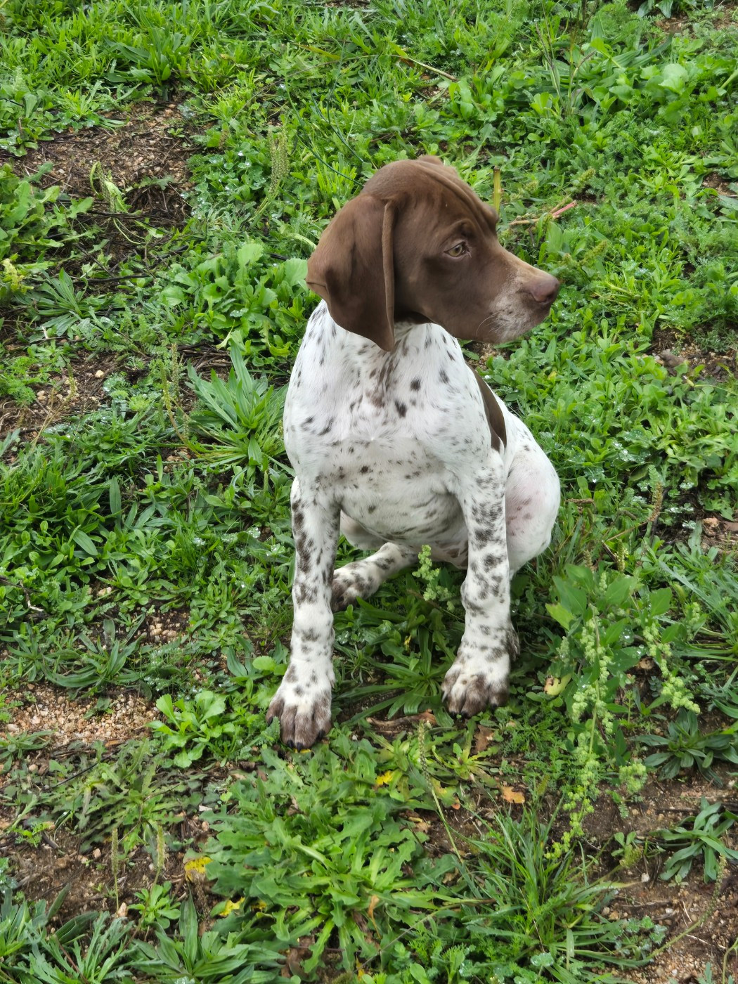 Ariola Des Sentiers De La Douyne
